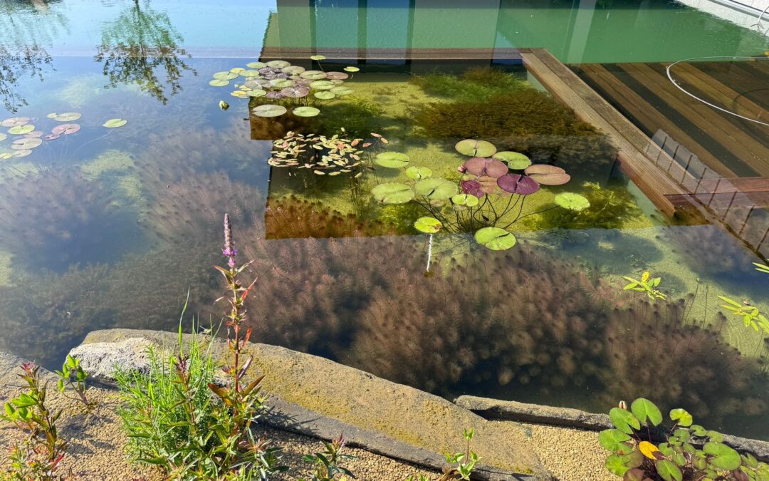 Let´s swimm – Schwimmteich & Naturpool