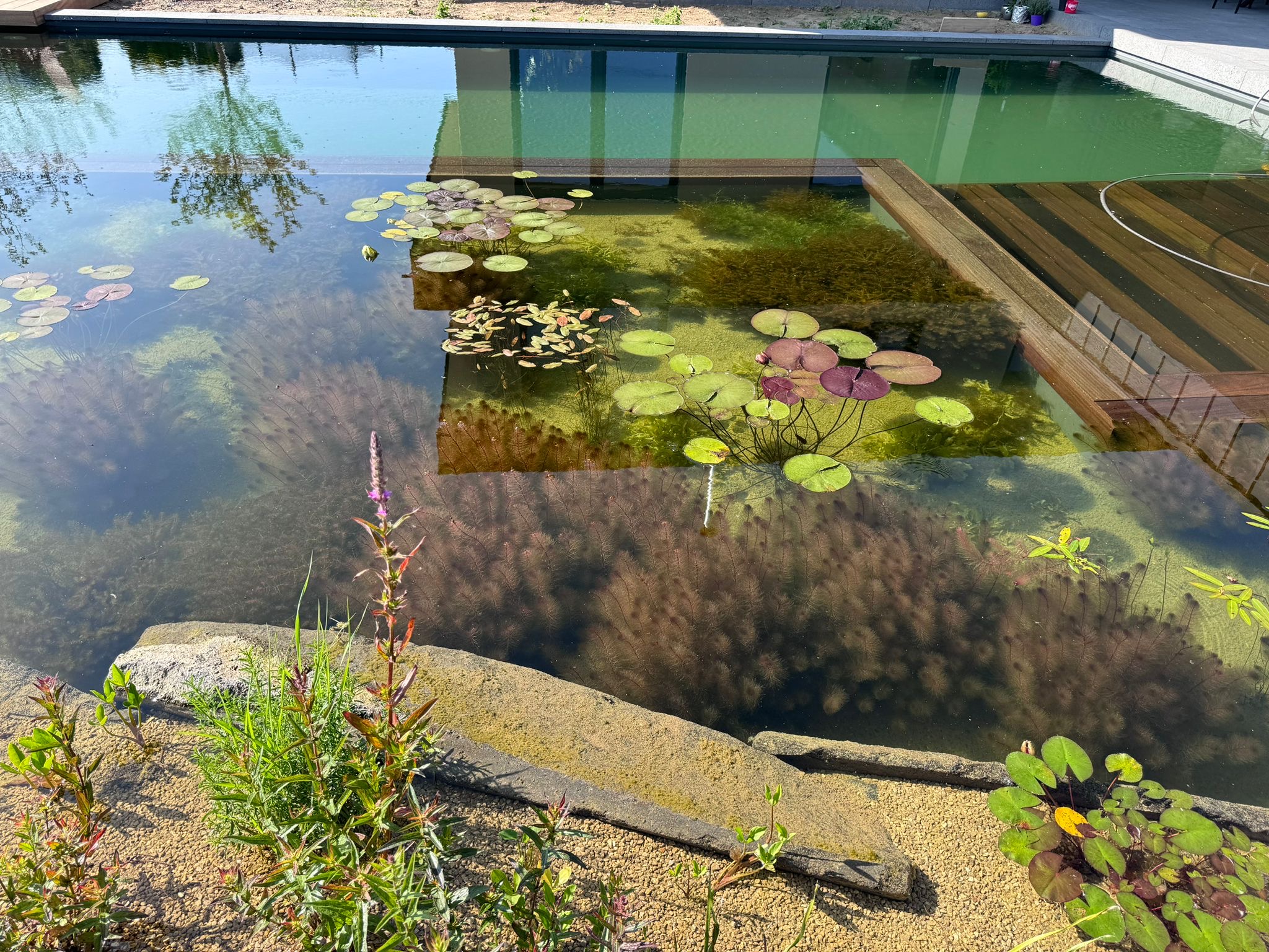 Let´s swimm – Schwimmteich & Naturpool